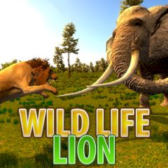 Wild Life Lion Wild Life Lion