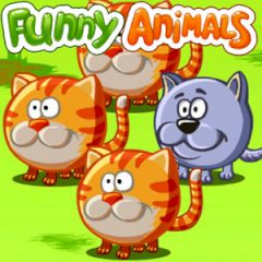 Funny Animals Funny Animals